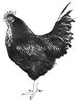 Finding and Re-coop-erating Egg-Laying Chickens Image